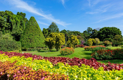 Botanischer Garten in Peradeniya, Sri Lanka Golfreise