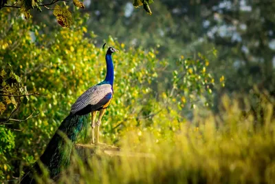 Pfau, Wilpattu Nationalpark, Sri Lanka und Dubai Reise