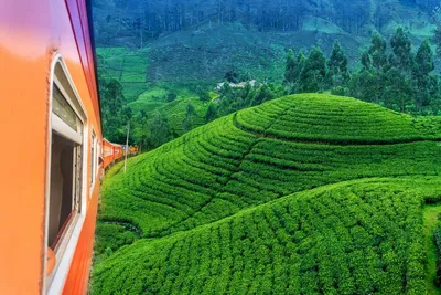 Zug nach Hatton, Teeplantage, Sri Lanka und Dubai Reise
