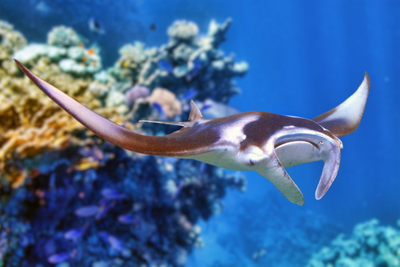 Manta Rochen, Malediven, Schnorcheln, Tauchen