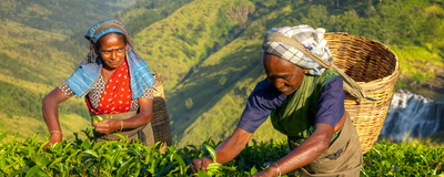 Arbeiterinnen auf einer Teeplantage, Sri Lanka Reisen