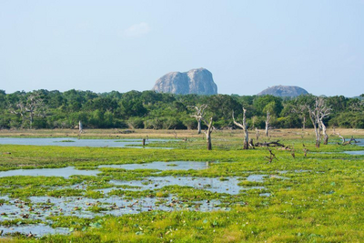 Sri Lanka Reise, Yala Nationalpark, Sumpflandschaft