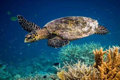 Malediven, Tauchen, Schildkröte, Wasserwelt