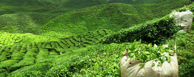 Ernte auf einer Teeplantage, Sri Lanka Reisen