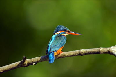 Sri Lanka Reise, Udawattakele, Eisvogel
