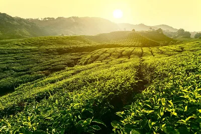 Teeplantage in Hatton, Sri Lanka und Dubai Reise