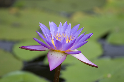 Lotusblüte – Logo des Uga Bay Sri Lanka und Symbol des Buddhismus