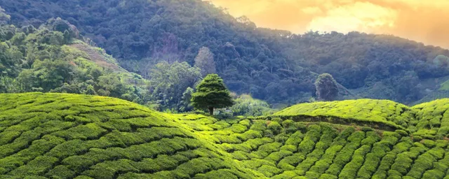 Teeplanntage, Sri Lanka, Sonnenaufgang, Asien