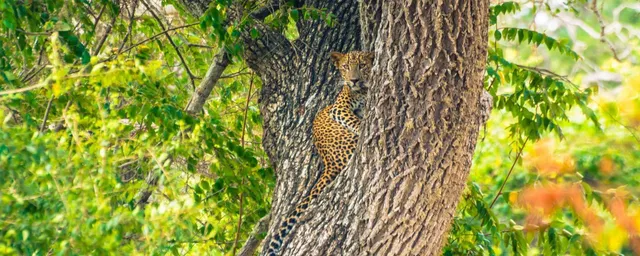 Leopard im Wilpattu Nationalpark, Sri Lanka Reisen
