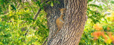 Leopard im Wilpattu Nationalpark, Sri Lanka Reisen