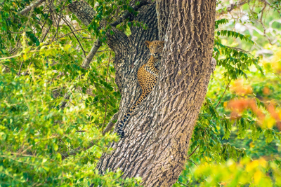 Leopard im Wilpattu Nationalpark, Sri Lanka Reisen