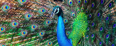 Natur, bunter Pfau, Sri Lanka Reisen