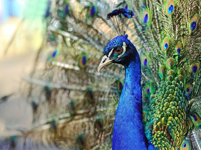 Pfau, Sri Lanka Reisen
