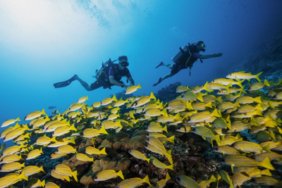 Tauchen, Malediven, Unterwasserwelt © One&Only Reethi Rah