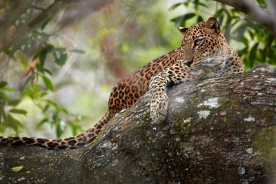 Leopard im Wilpattu Nationalpark, Sri Lanka Rundreise