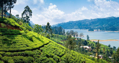 Teeplantage in Nuwara Eliya, Sri Lanka Golfreise