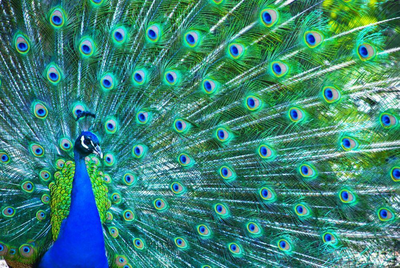Pfau im Yala Nationalpark, Sri Lanka Malediven Reise