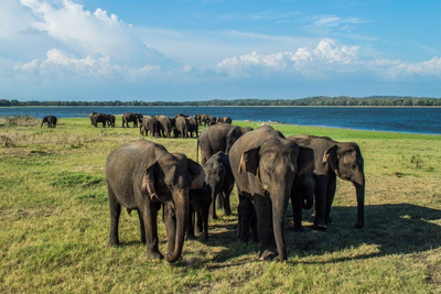 Sri Lanka Ayurveda Reise, Minneriya Nationalpark, Elefanten