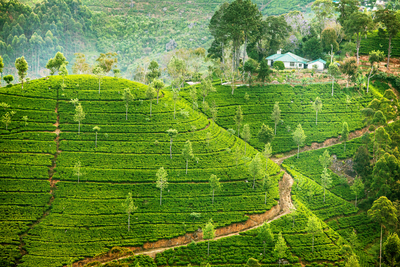 Teeplantagen in Sri Lanka