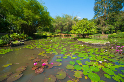 Botanischer Garten in Peradeniya, Sri Lanka Reisen