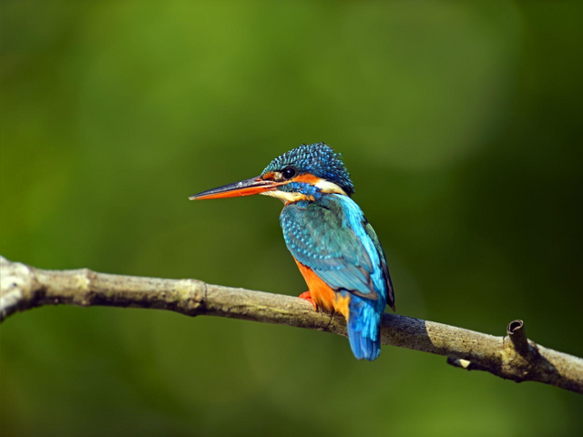 Eisvogel, Sri Lanka Reisen, Natur