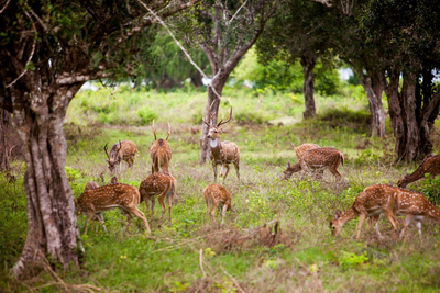 Rehe, Safari im Yala Nationalpark, Sri Lanka