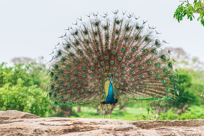 Pfau, Yala Nationalpark, Safari Sri Lanka