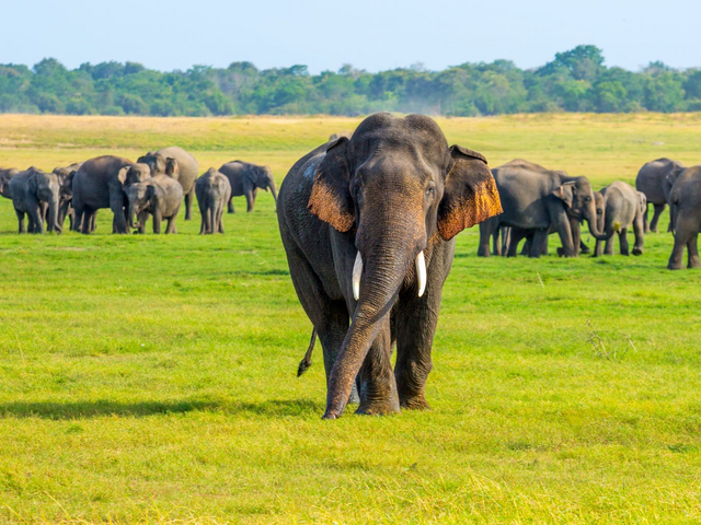 Elefanten im Minneriya Nationalpark, Sri Lanka Reiseblog