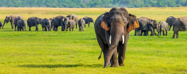 Elefanten im Minneriya Nationalpark, Sri Lanka Reiseblog
