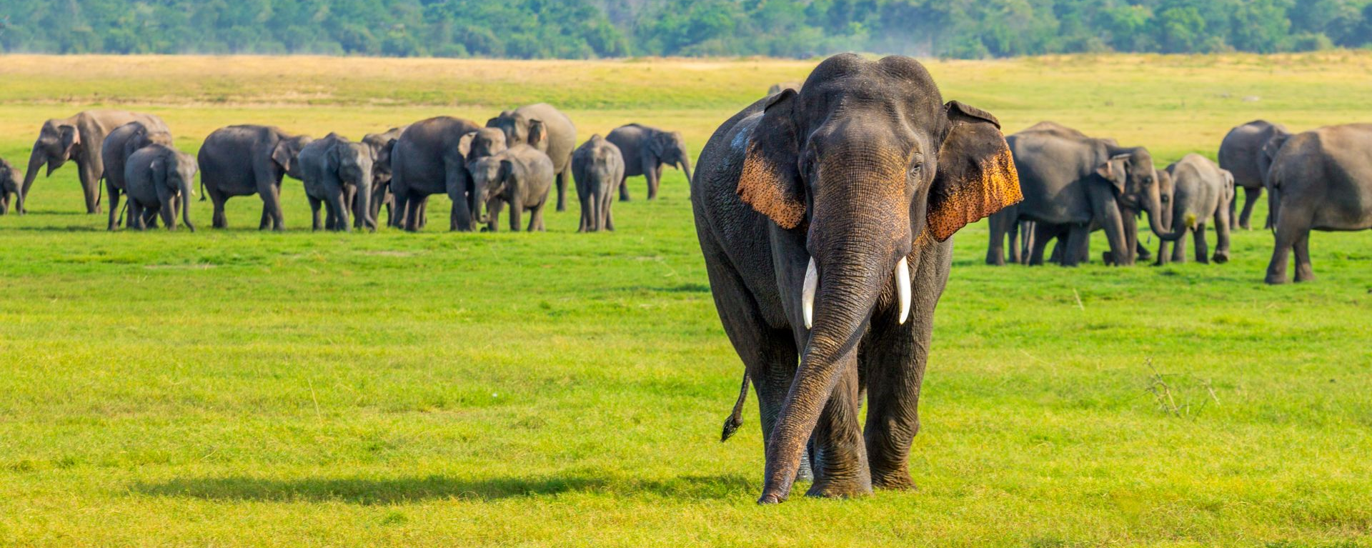 Elefanten im Minneriya Nationalpark, Sri Lanka Reiseblog